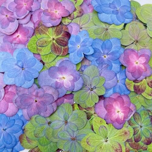 12pcs Pressed Dried Mixed Colors Multi-Petals Dyed Hydrangea Flower Plant Herbarium For Jewelry Postcard Bookmark Phone Case DIY