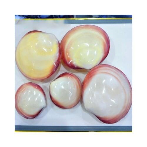 5-10cm Natural conch shell lovers shell powder clam collection photography props color clam home decoration holiday gift