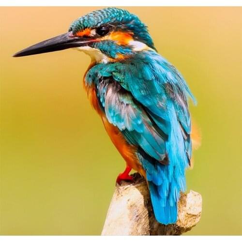 NEW 5D DIY Square Diamond Embroidery Birds Animals Diamond Painting Cross Stitch Mosaic Needlework Home Decor Round Drill Gift