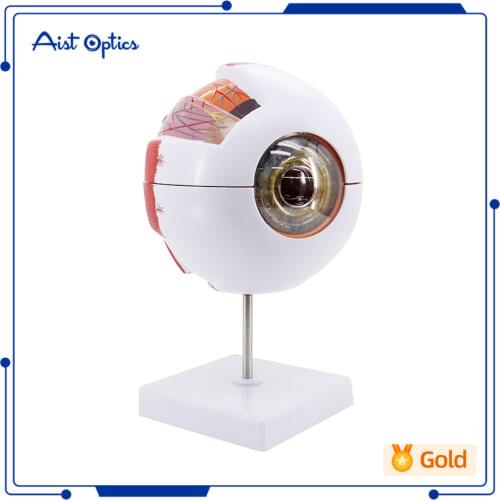 High Quality Biology 6 Times Human Eye Model Giant Anatomy For Science Teaching Medical
