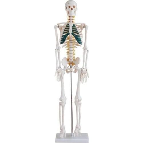 Human 85cm Skeleton with Spinal Nerves Education medical