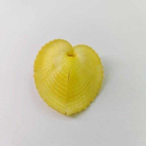 5 cm Natural rare shell conch collection yellow heart clam