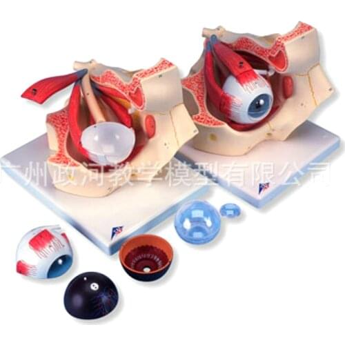 3 times Eyeball model and orbital enlargement model Eye anatomy model of human medicine