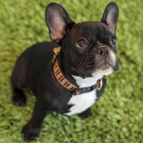 Украшения для животных YOUSE China At AliExpress