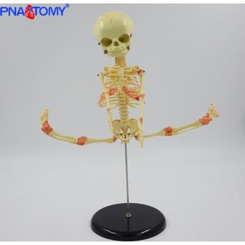 Infant skeleton model 37cm Baby skeleton model movable Research Model Skeleton Anatomical Teaching Study Display