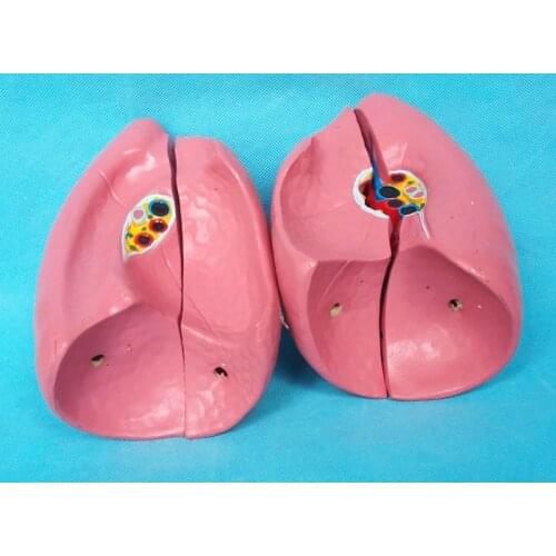 4 Parts Human Lung Anatomy Model Organ Anatomy Medical Human Samples Model Medical Teaching Supplies Anatomy Anatomical Model