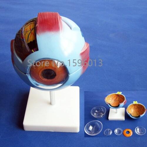 Vivid Human Giant Eye Model, Eyeball structure model,Eyeball Anatomical Model