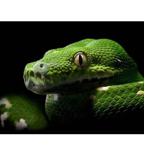 Animal series 5D Diamond painting Cross stitch,DIY Diamond embroidery horror green snake Full Square Diamond mosaic Snake,BY511