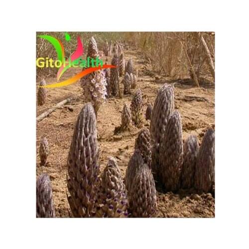 Cynomorium songaricum. Tonifying kidney, tonifying essence and moistening dryness