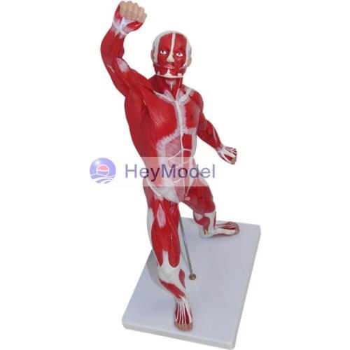 HeyModel Muscle model 50cm high with digital signage--50CM