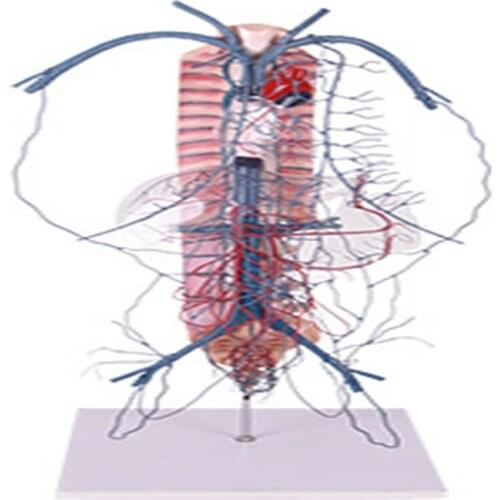 Model of portal vein and collateral circulation model for medical teaching