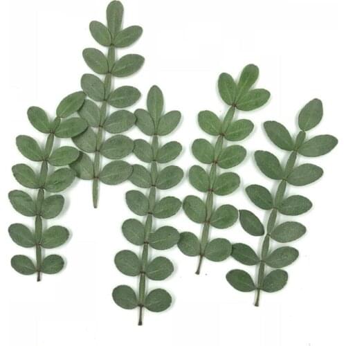 120pcs Pressed Dried Flower Zanthoxylum piperitum Leaf Filler For Epoxy Resin Jewelry Making Postcard Frame Phone Case Craft DI