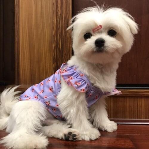 Cat Small Dog Clothes Skirt Puppy Doggie Apparel Cute Pet Outfits Yorkshire Pomeranian Poodle Bichon Schnauzer Dog Clothing Vest