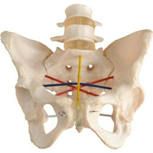 Medical Science Subject Simulator Series Pelvimetry Demonstration Model