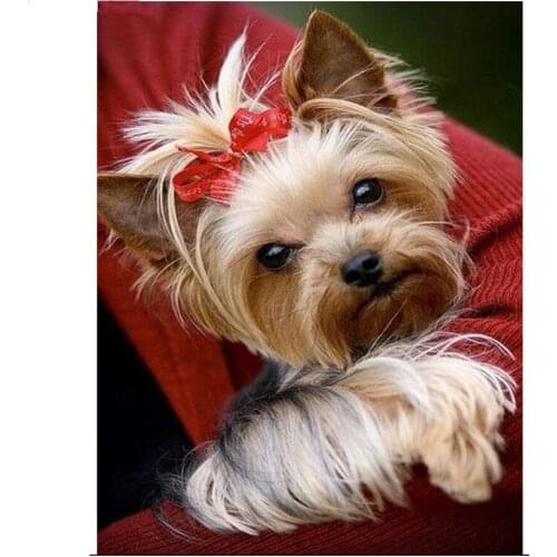 Full Square/round Drill 5D DIY Diamond Painting Yorkshire Terrier Dog Embroidery Beads Cross Stitch Mosaic Home Decoration AZ528