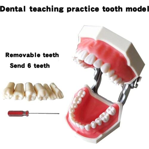 Dental Model Teeth Teaching Model Resin with 28/32 Screw-in Teeths False Teeth Model Dental Mannequin Dentistry Training Product