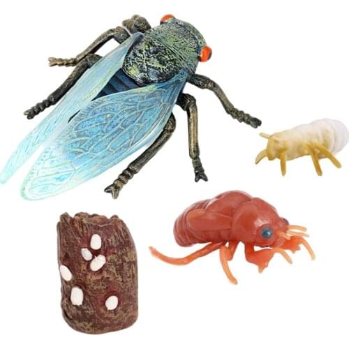 Meticulously Designed Cicada Lifecycle Figures， Educational Accessory to Our