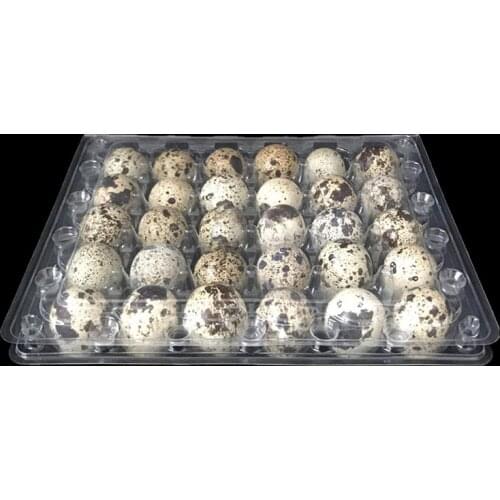 12 Pcs 24 Grids Plastic Quail Egg Tray Egg Flat Quail Egg Storage Box Egg Carrier Packaging Box