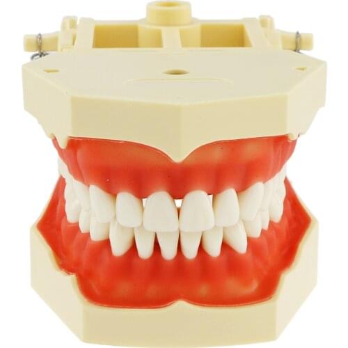 Dental Restorative Typodont Model M8014-2 32pcs AG3 Type #8014