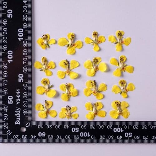 120pcs Pressed Dried Flower Caesalpinia decapetala Herbarium Epoxy Resin Jewelry Bookmark Phone Case Makeup Nail Art Craft DIY