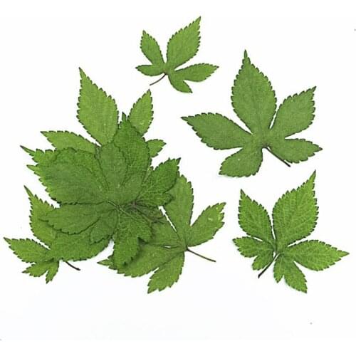 60pcs Pressed Dried Humulus Japonicus Leaf Leaves Plant Herbarium For Jewelry Postcard Invitation Card Phone Case Bookmark DIY