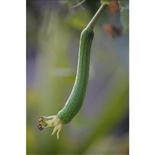 30-35cm Natural loofah bath Natural Loofah Sponge Bath Rub Exfoliate Bath Glove Oval Bath Towel