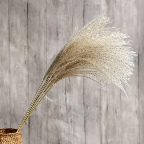 Real Small Pampas Grass Natural Dried Flowers Bulrush Plants Wedding Bouquet Fluffy Lovely Home Decor Phragmites Fleurs Sechees