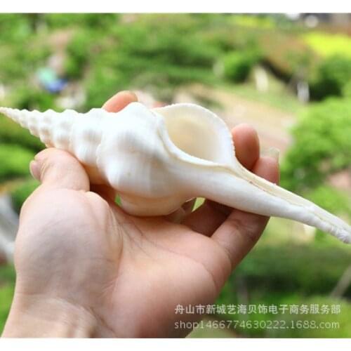 Free Shipping Natural Conch Shell Coral White Long Spiral White Spiral French Spiral Buddhist Worship Dharma-Vessel Collection
