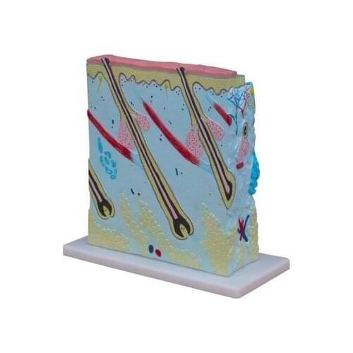 Skin anatomical enlargement model Skin level structure simulation and demonstration 27*10*31CM free shipping