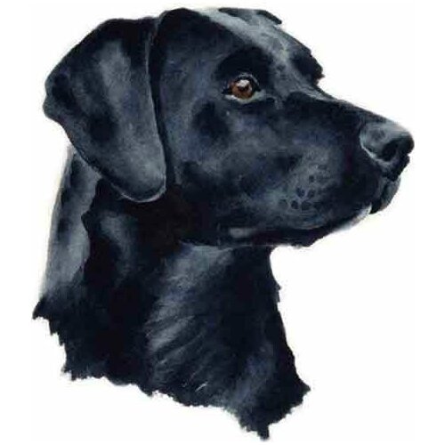 Dawasaru for Black Labrador Car Sticker Personalized Decal Laptop Suitcase Motorcycle Auto Accessories Decoration PVC,13cm*11cm