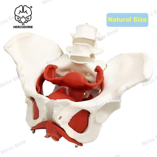 Female Pelvis and Perineum Model with Removable Organs, Magnetic Mounting, Female Pelvic Floor Muscle Anatomical Model & Uterus
