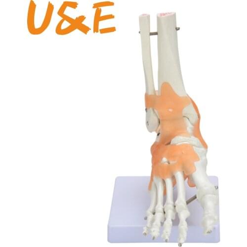 23x21x11cm Human 1:1 Skeleton Ligament Foot Ankle Joint Anatomi cal Anatomy Medical Teaching Model