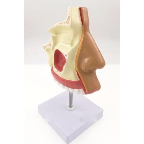 Model of the Anatomical Nasal Cavity Respiratory System Model Biology Model Medical Organs Teaching Resources