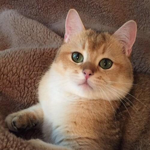 Hot sale cat cross stitch Diamond Mosaic needlework diamond round&square painting 5d diy Diamond embroidery