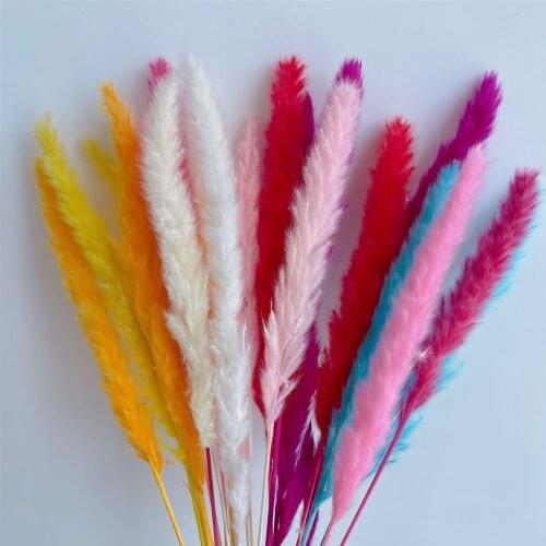 Bulrush Natural Dried Flowers Small Pampas Grass Phragmites Home Decor Plants Wedding Marriage Dekoration Fleur Marriage