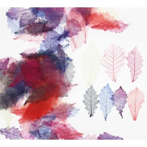 60pcs Dried Quercus Dentata Thunb. Leaf Leaves For Jewelry Phone Case Photo Frame Postcard Bookmark DIY Making