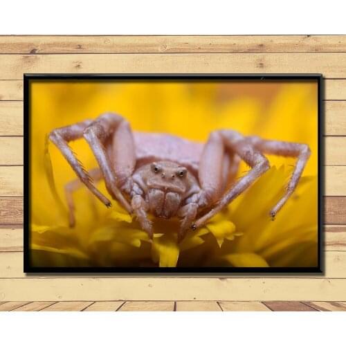 Crab Spiders Strange Animal (10) Wall Posters Prints Silk Art Painting For Home Wall Bedroom Decor