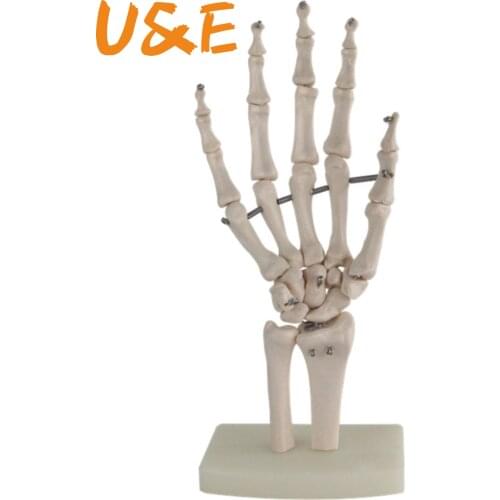 Flexible hand joint model hand bone model finger bone metacarpal skeleton medical teaching MSG003