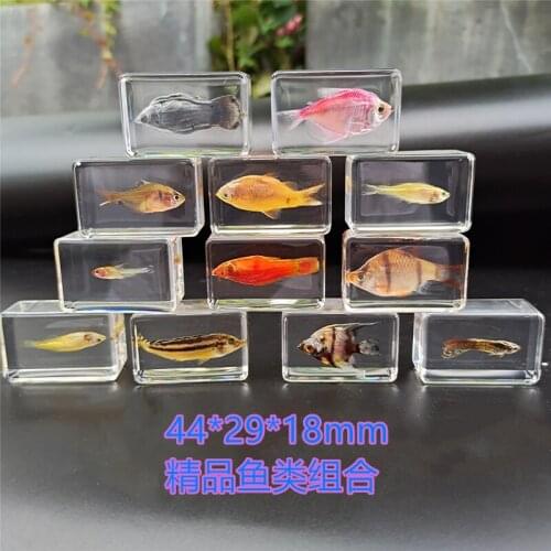 Real marine animal resin specimens sea shrimp river prawns crabs hermit crabs starfish conch tortoises tiger fish mussels