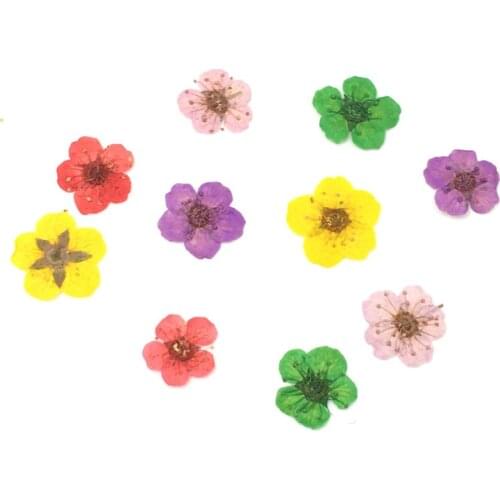 50Pcs Nail Art 3D Dried Flowers Sticker Five Petal Flower Colorful Natural Real Dry Flower Nail Decal For Nail Accessories Decal