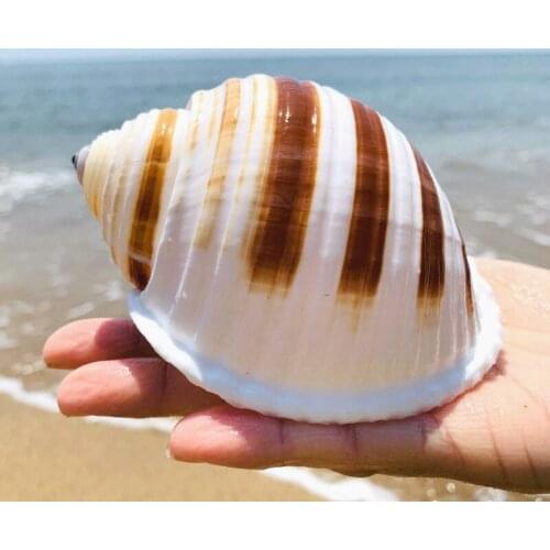 Natural shell big conch aquarium aquarium box decoration roll shell fish reproduction shell multi - meat flower pot placement