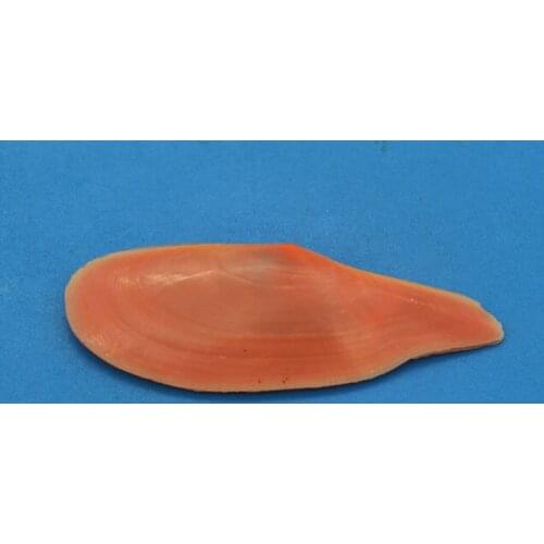 Rare Natural Conch Shells Mini Conch Screw Home Decoration DIY Aquarium Landscape Seashells Crafts/party Decor