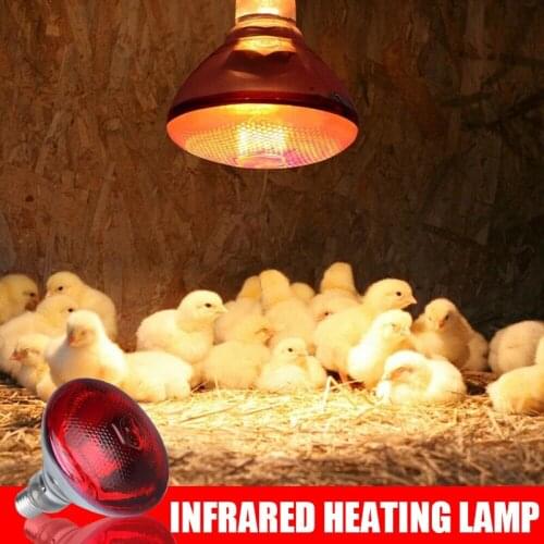 240V Infra Red Heat Lamp Poultry Brooder Chicks Waterproof Hatching Puppies Piglet Bulb Hot Reptiles & Amphibians