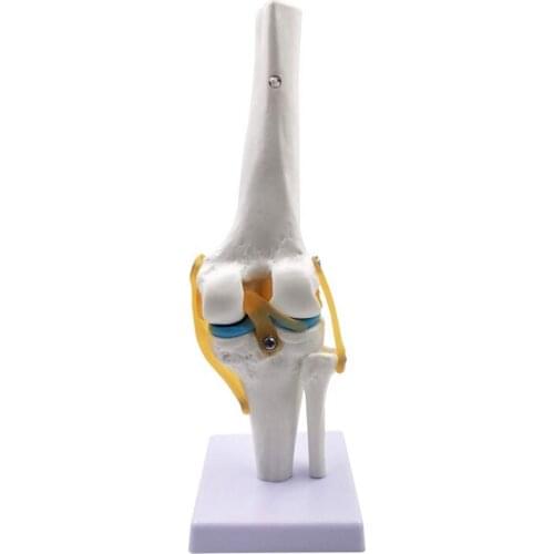 Knee Joint Simulation Model - Human 1:1 Size Anatomy Flexible Knee Skeleton Teaching Mold for Science Classroom Study Display