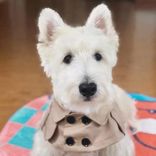 Fashion British Style Pomeranian Pet Dog Cloak Cat Neck Scarf Tie Bowtie Necktie Bandana Collar Neckerchief Dropshipping TPC08