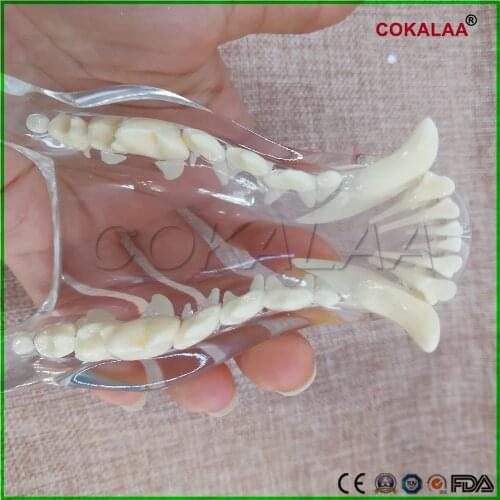 1 pcs Teaching Dental Teeth Model dog Model Catamount dogs teeth dog Dentition Model