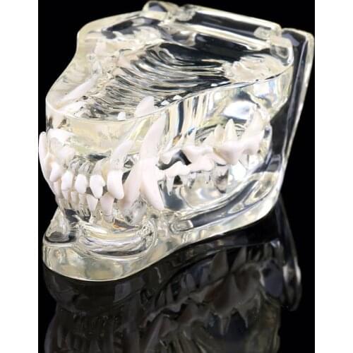 Transparent Dog Teeth Jaw Tooth Model Anatomical Teaching Demonstration Canine 746D
