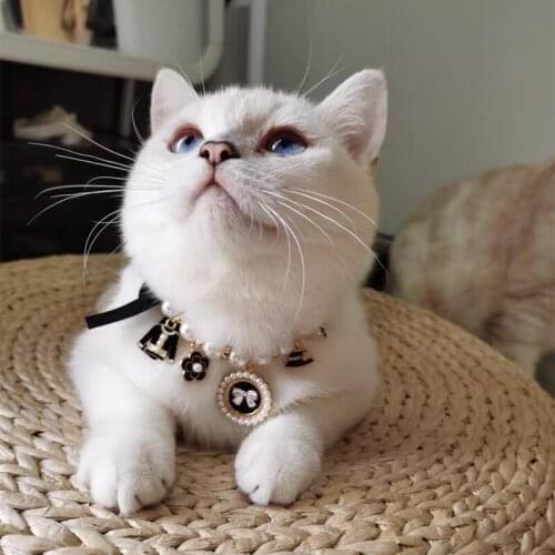 Cat accessories cats accessories cat necklace dog accessories for small cats for small dogs pet accessories Chihuahua collar