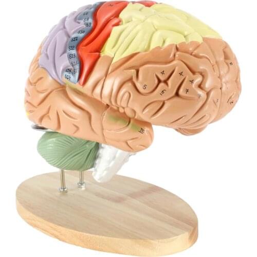 Detachable Human brain anatomy model cerebrovascular brain model medical teaching equipment
