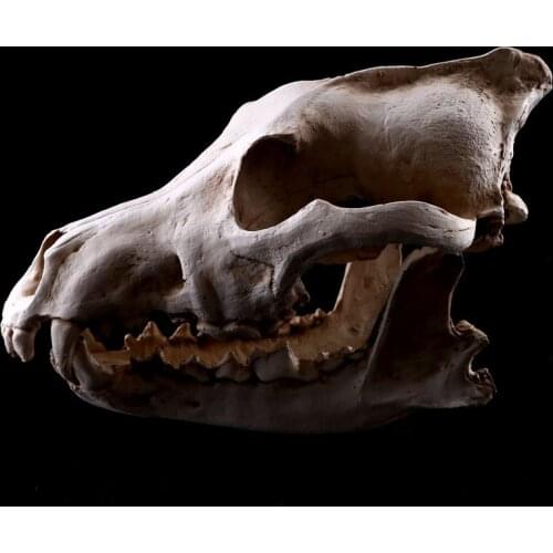 Wolves Canine Skull Model Resin Animal Skeleton Halloween Decoration Wolf Skull Statues Decoration Skull Statue Art Sketch Model